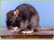 rat control Neath